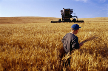 В 2022 году урожайность пшеницы выросла почти на четверть от прошлого года
